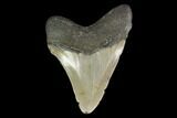 Fossil Megalodon Tooth - North Carolina #130052-2